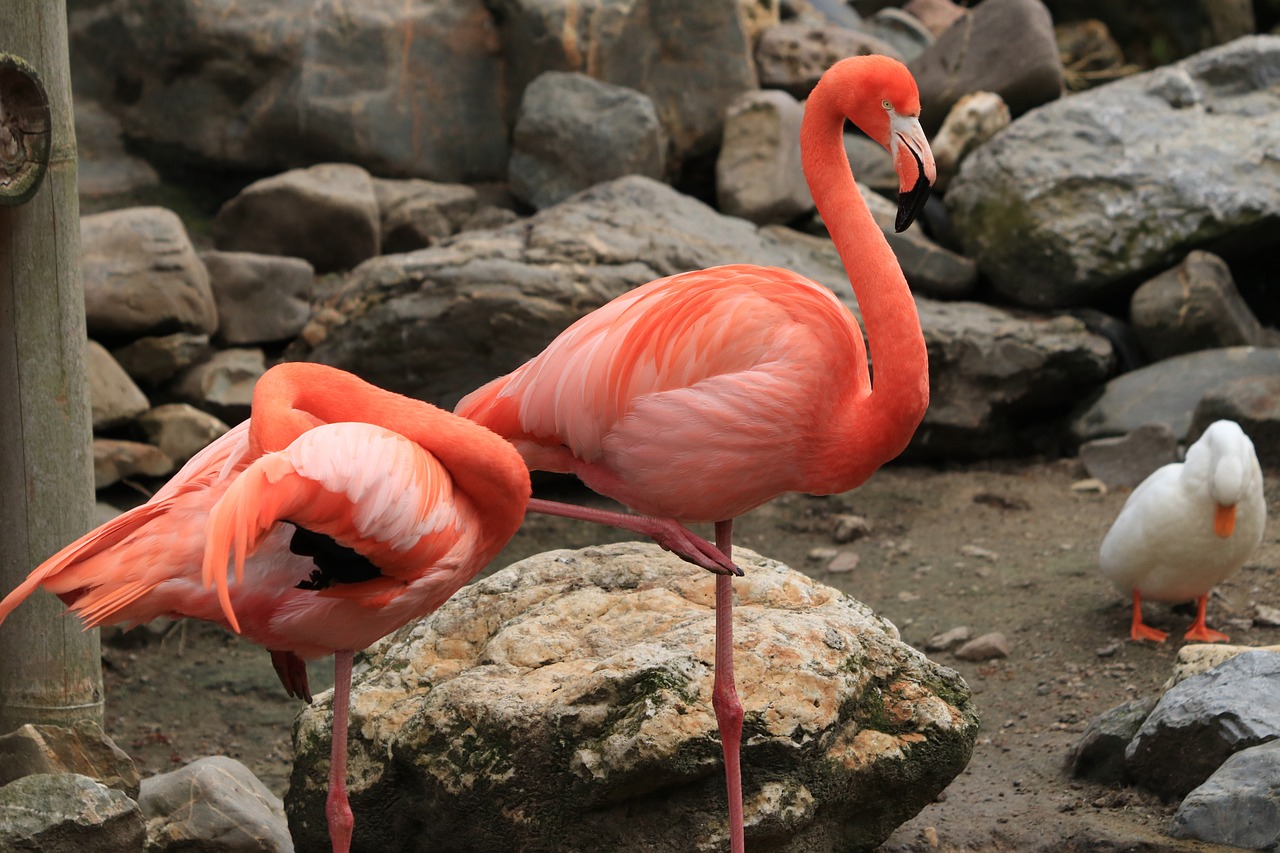 Flamingos: Iconic Birds with Vibrant Pink Feathers