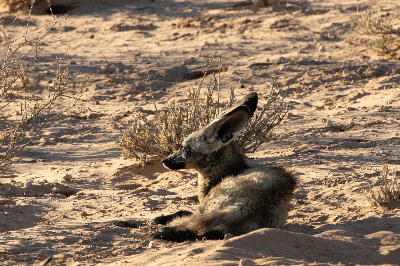 Bat-Eared Fox: A Small but Charming Canid with Unique Adaptations