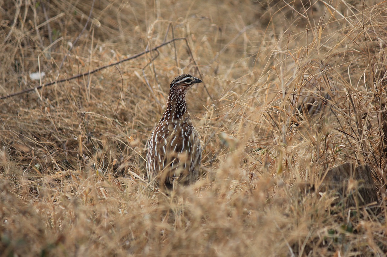 Jackson's francolin