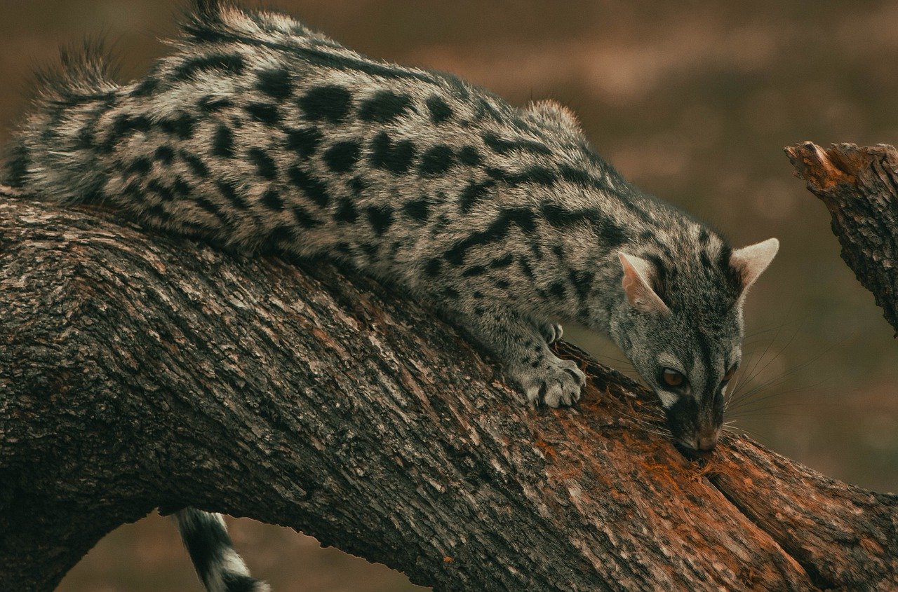 Genet: A Slender and Agile Nocturnal Carnivore