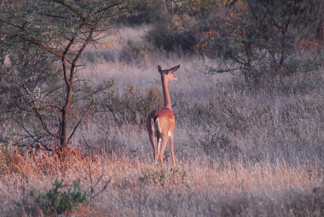 Giraffe Gazelle (Gerenuk): A Unique and Graceful Antelope