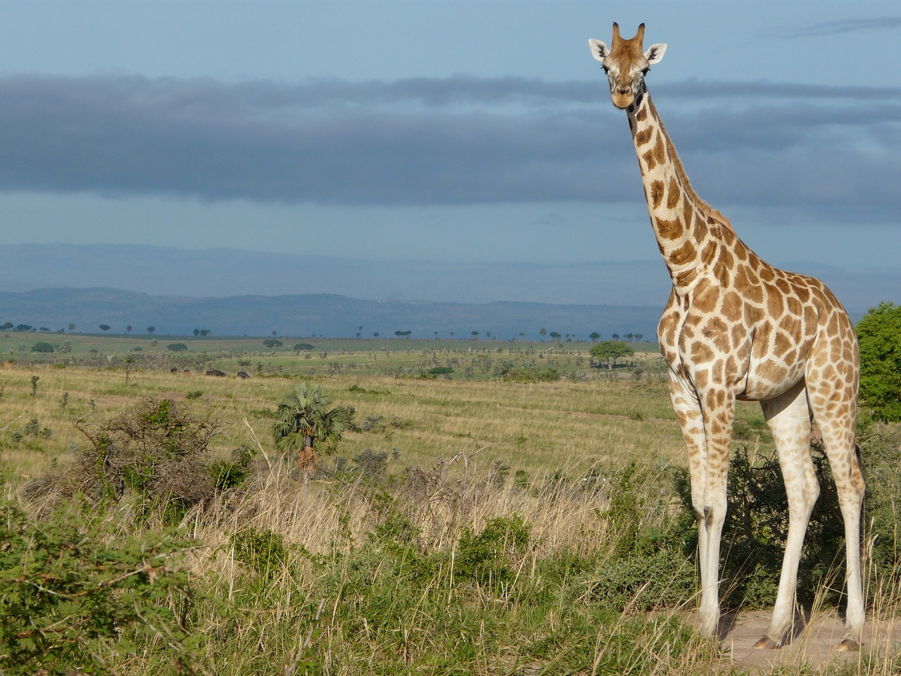 Murchison, Uganda