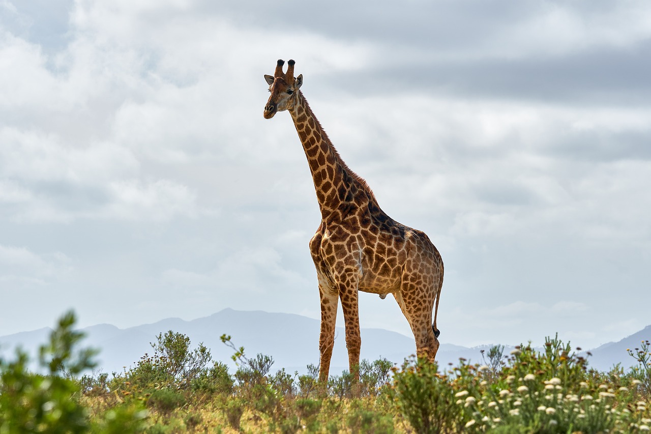 Giraffe: The Tallest Mammal on Earth