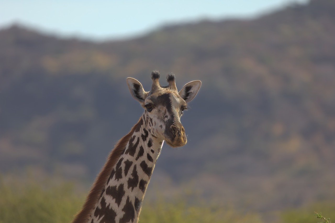 Ruaha National Park