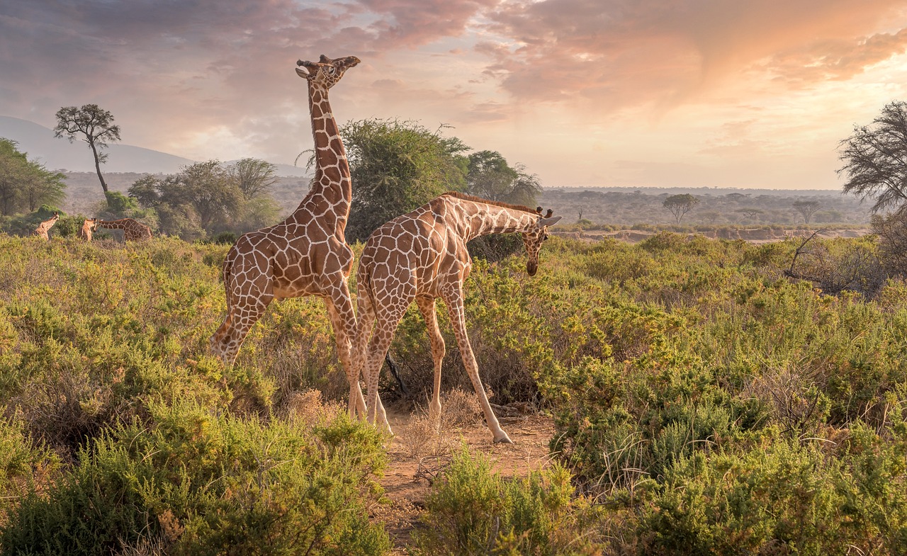 Masai Giraffes 