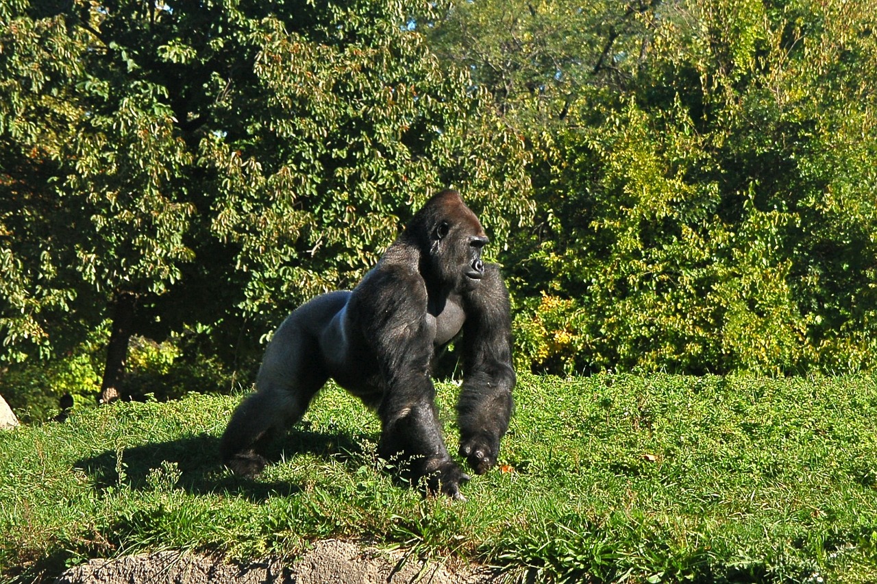 Bwindi Impenetrable National Park