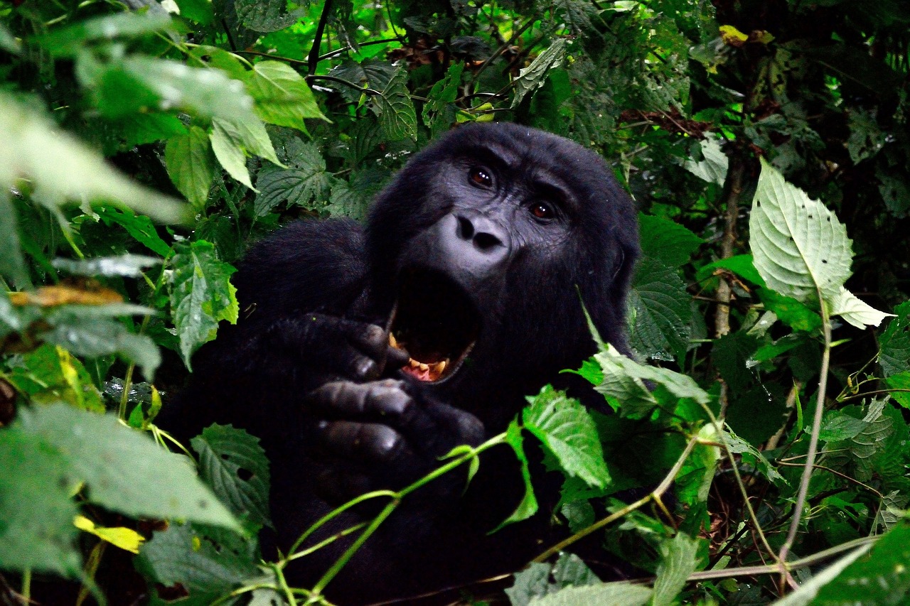 Mgahinga Gorilla National Park