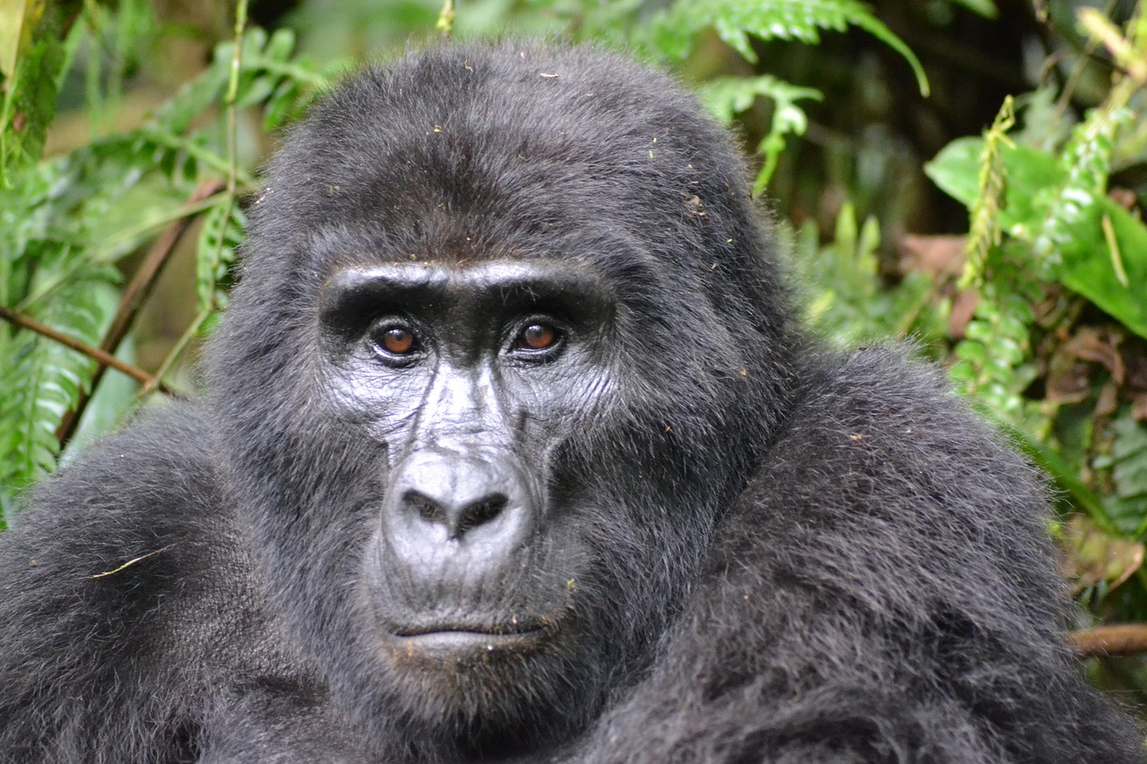 Bwindi Impenetrable National Park