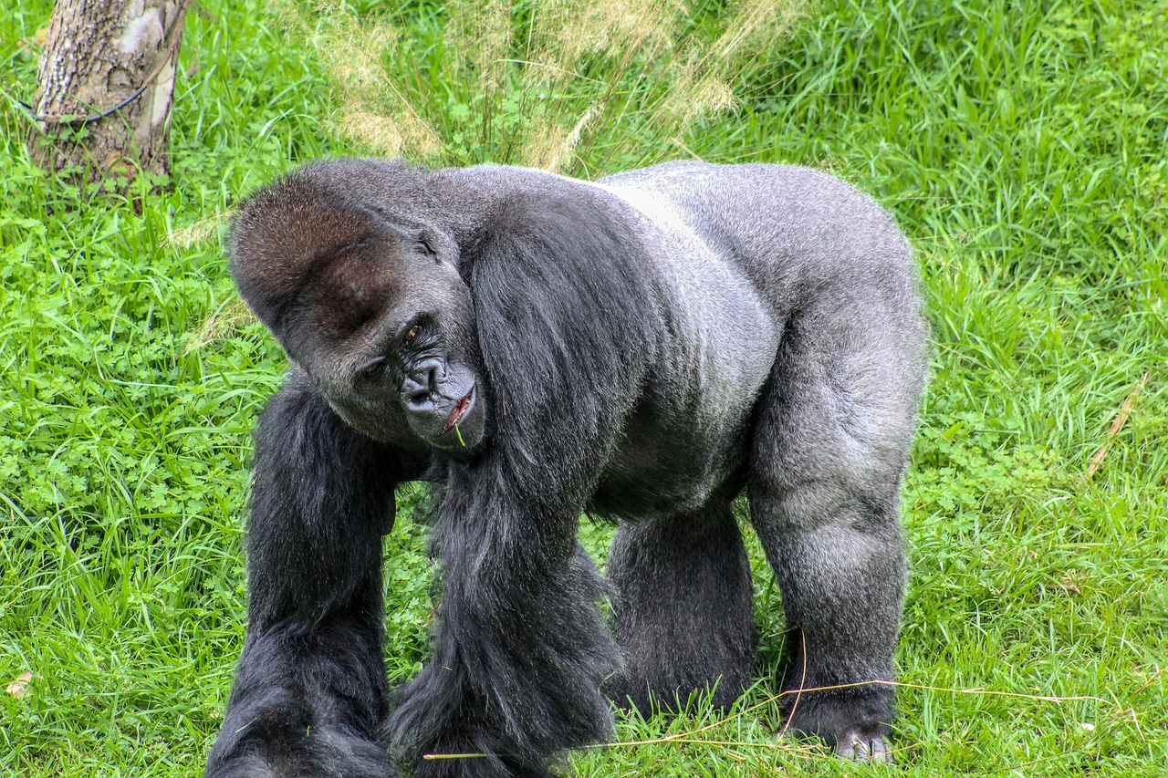 Uganda Gorilla Trekking And Rwenzori Hiking Tour Day Safari