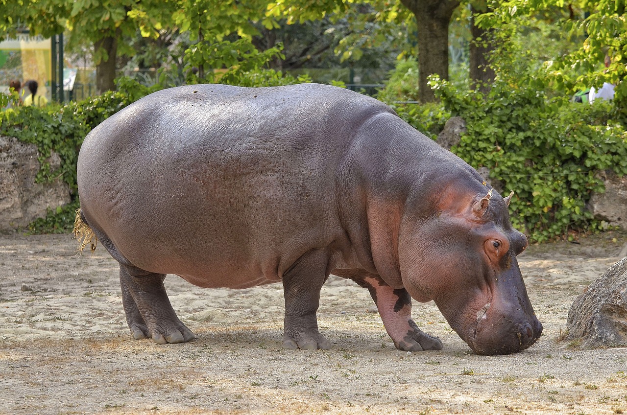 Hippopotamus: The Semi-Aquatic Giant