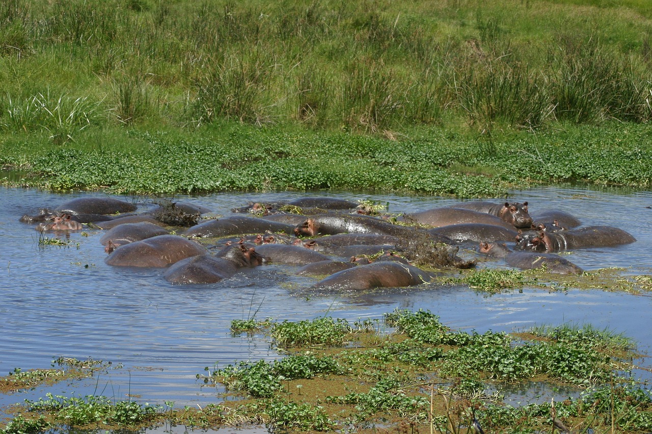 Ngorongoro Hippos