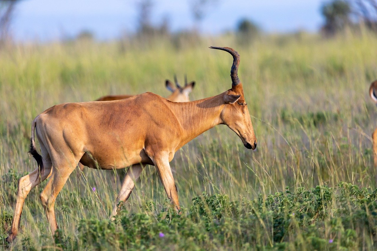 Murchison, Uganda