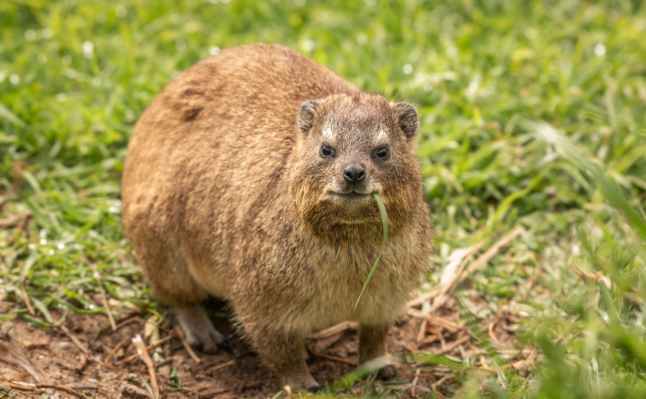 Hyrax: A Small, Furry Mammal with a Unique Appearance