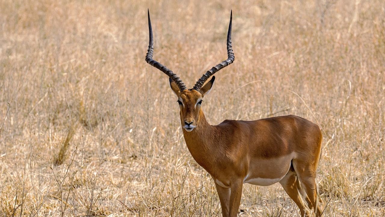 Impala: The Agile Antelope