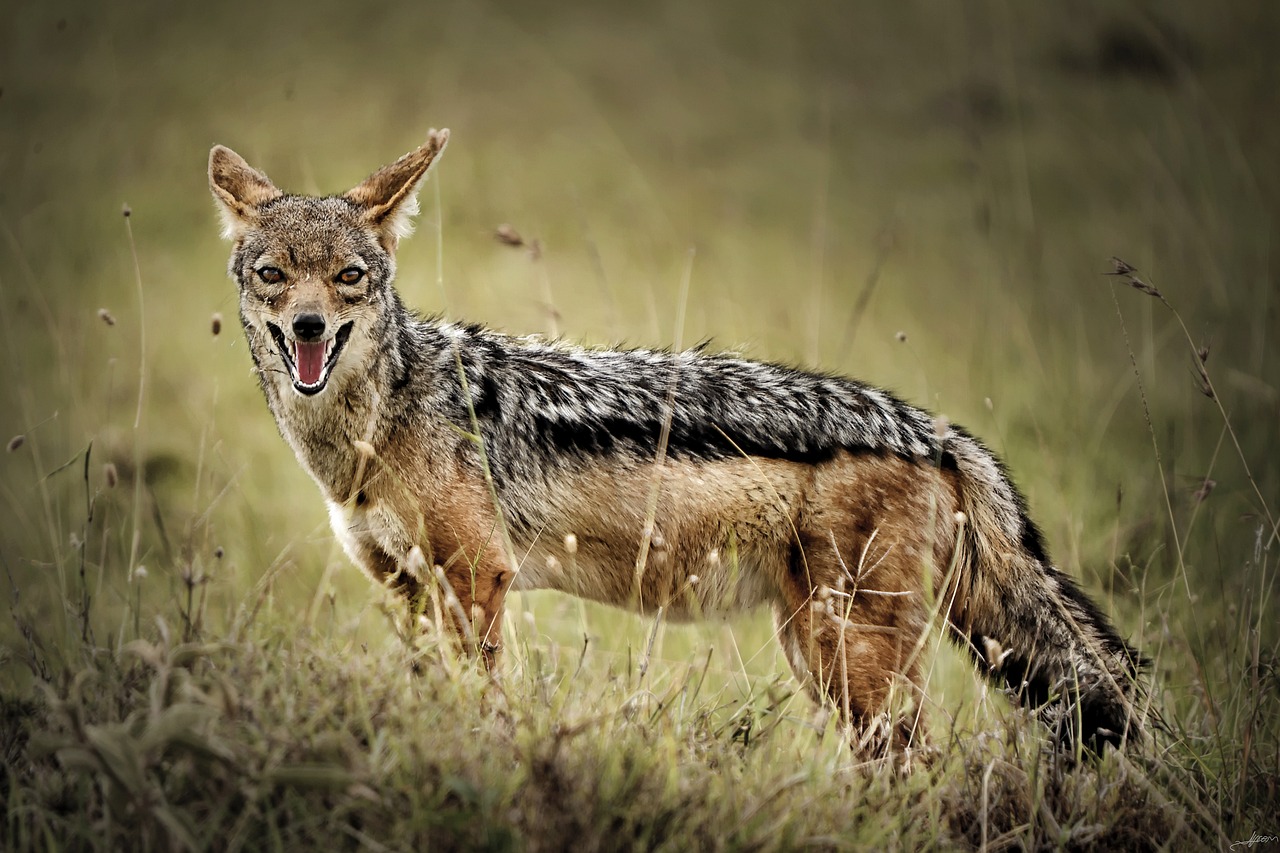 Jackal: An Opportunistic Canid with Adaptability and Scavenging Skills