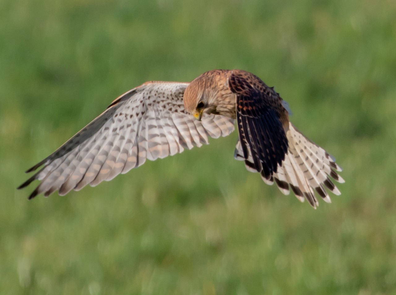 Lesser Kestrel