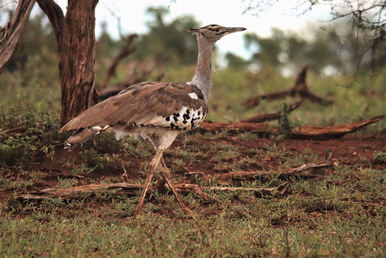 Serengeti National Park kori bustard