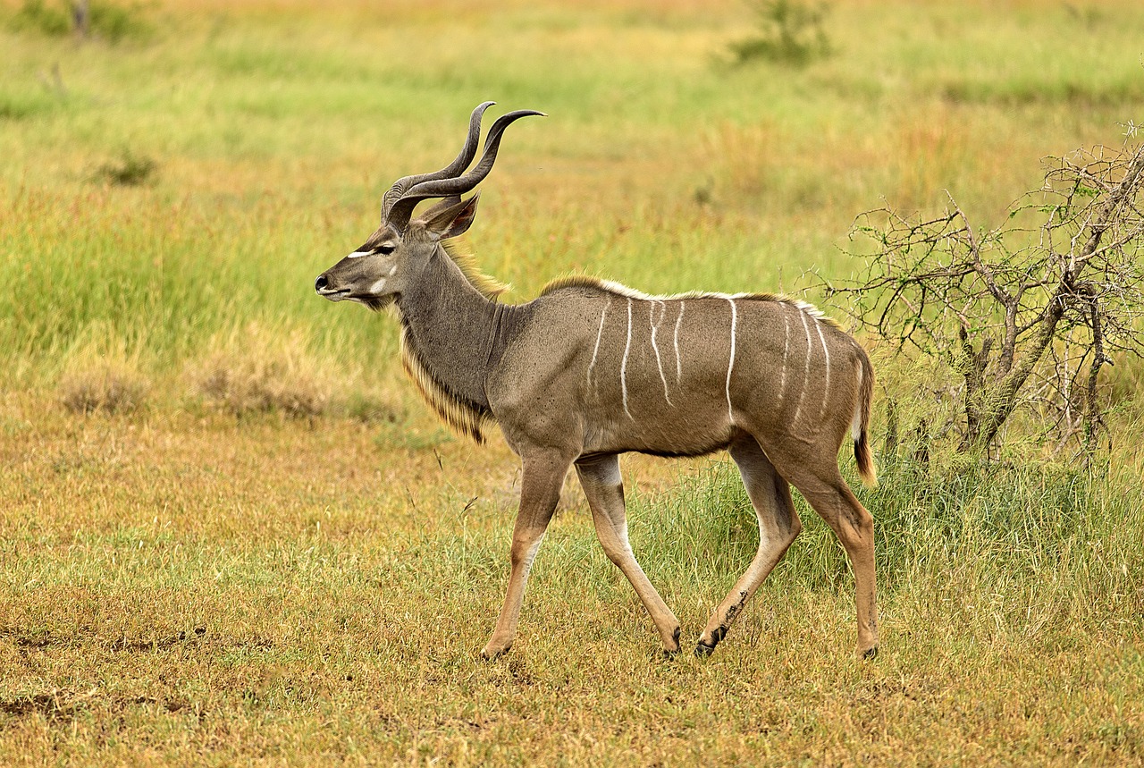 Kudu: The Majestic Antelope