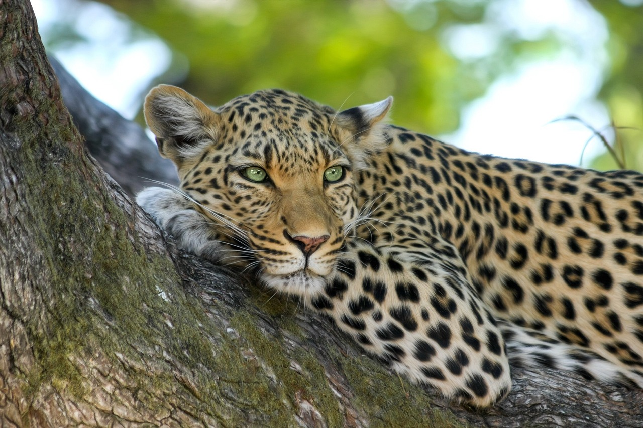 Serengeti National Park Leopard