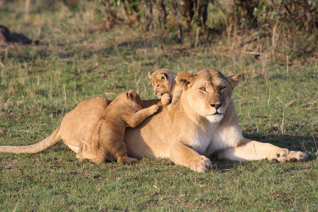 Serengeti Lion