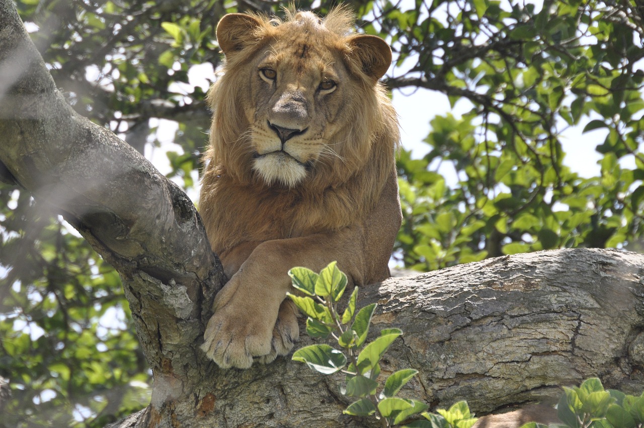 Queen Elizabeth National Park, Uganda