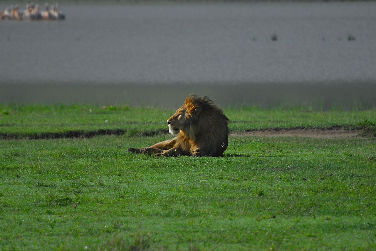 Lion in Masai Mara Safari Packages