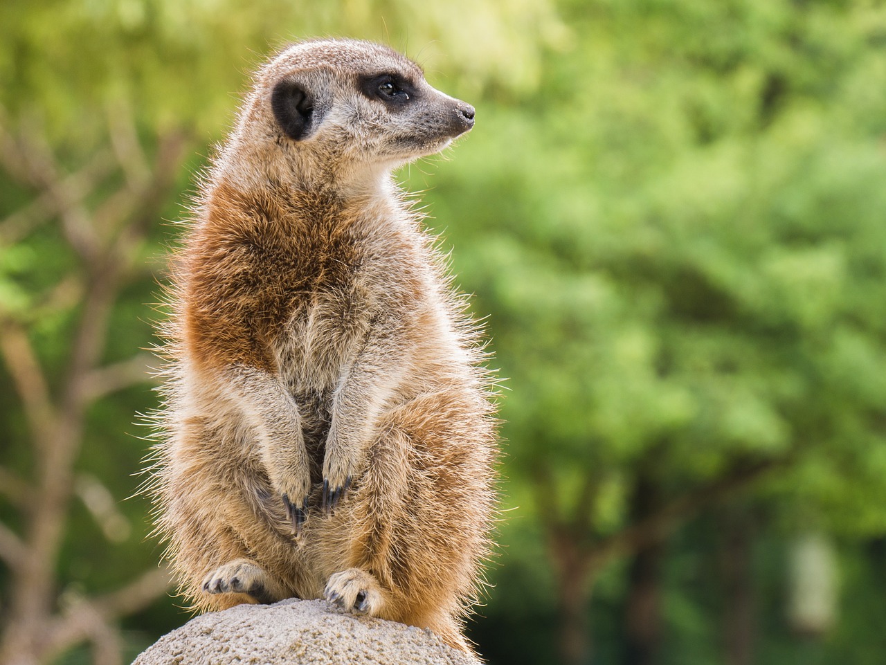 Meerkat: The Charismatic Mongoose