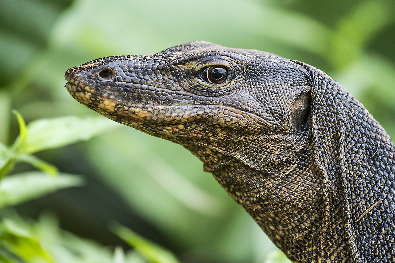 Monitor Lizard: A Large and Active Reptile