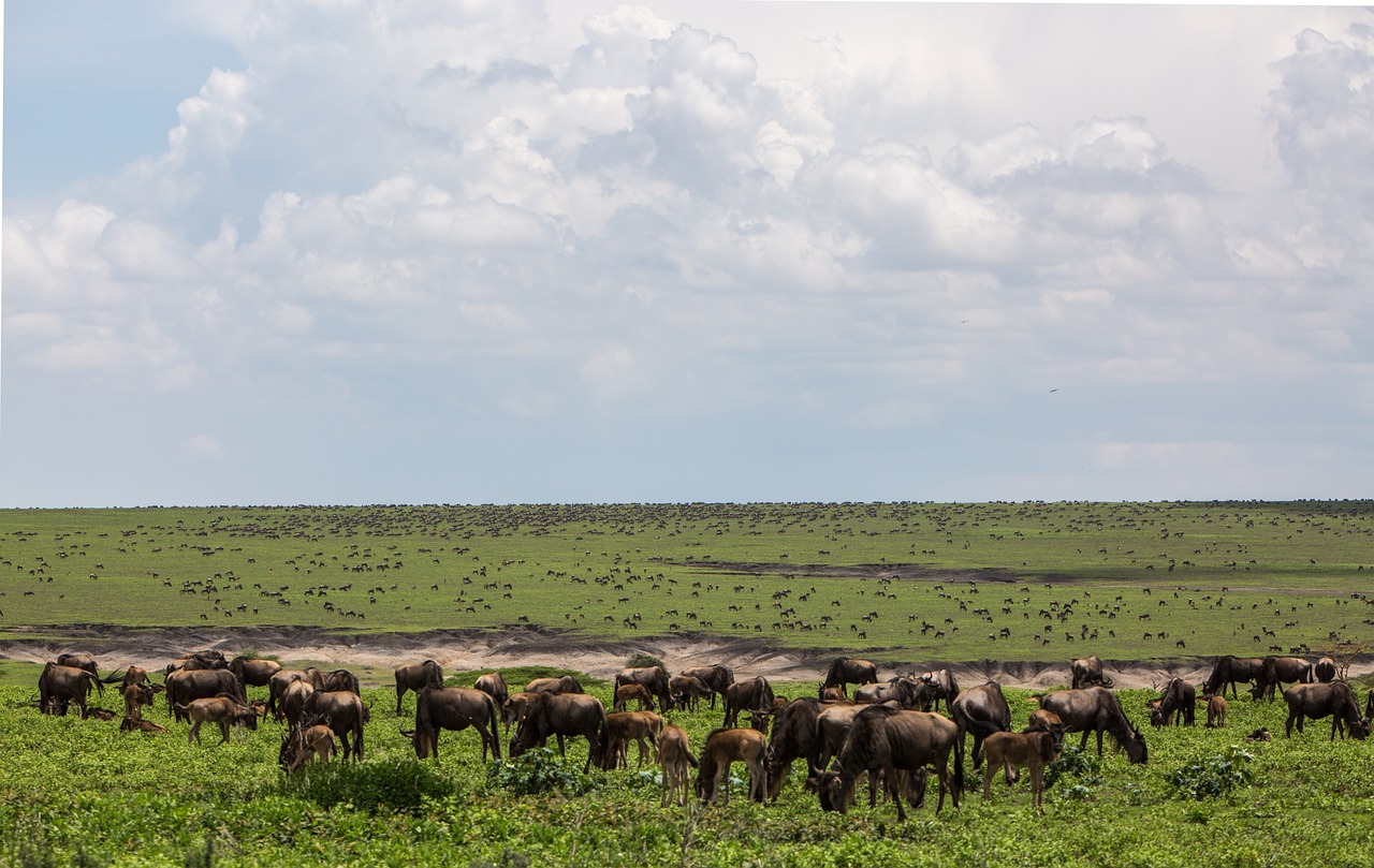 Ngorongoro Conservation Area 