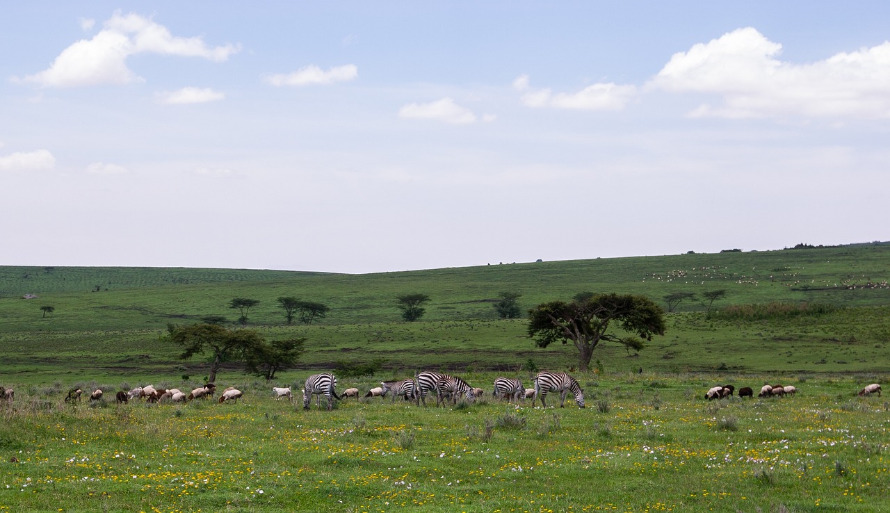 Ngorongoro 