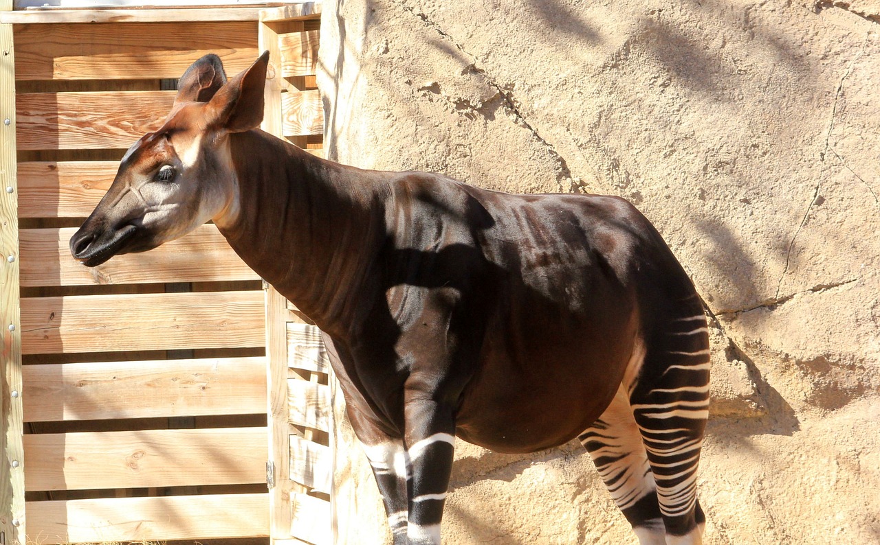 Okapi: The Elusive Forest-Dwelling Mammal