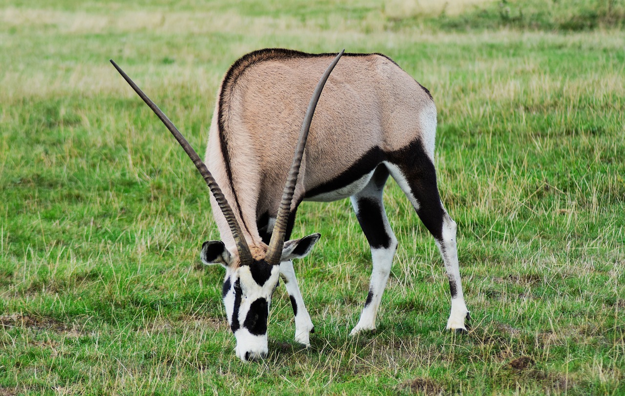 Gemsbok (Oryx Gazella): The Desert-Adapted Antelope