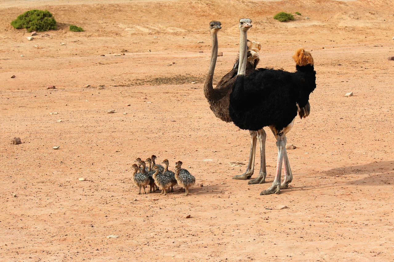 ostrich