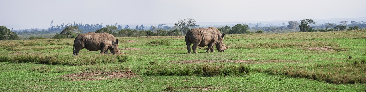 Serengeti National Park rhino