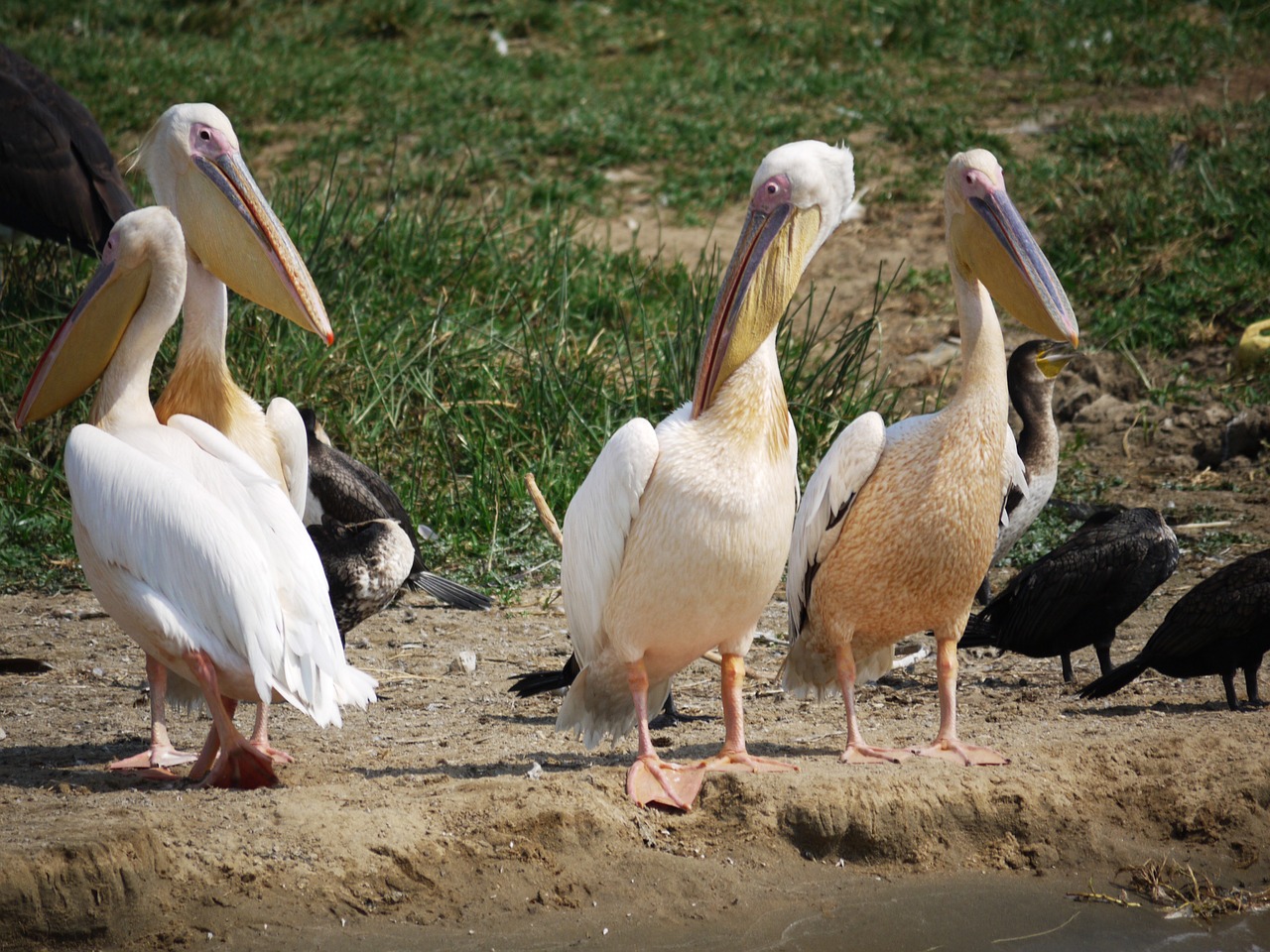 Kazinga channel boat cruise