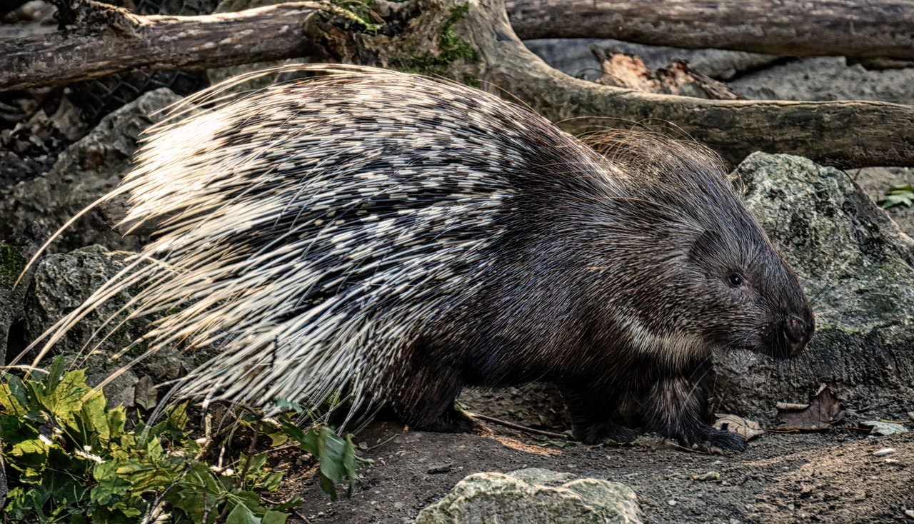 Porcupine: A Unique and Easily Recognizable Mammal with a Formidable Defense Mechanism