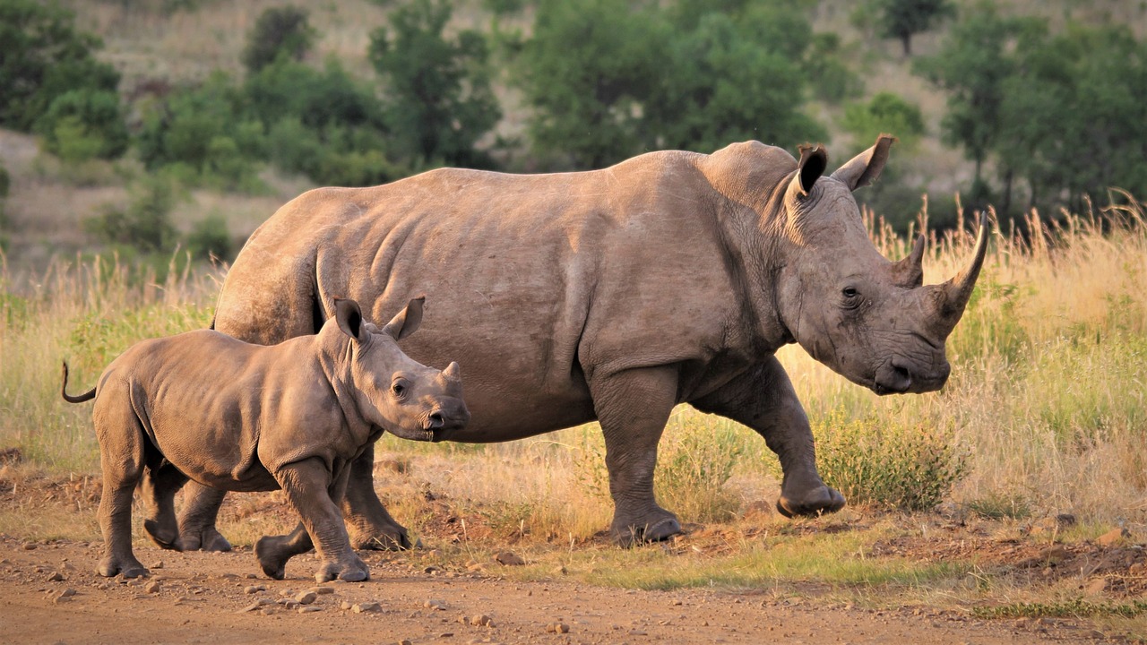 Ziwa Rhino Sanctuary