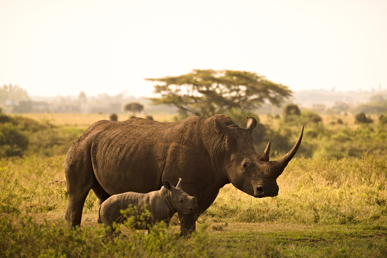 Ziwa Rhino Sanctuary