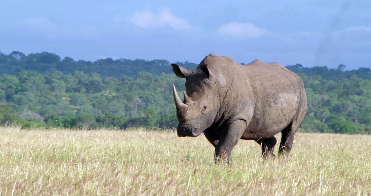 Rhino Tracking