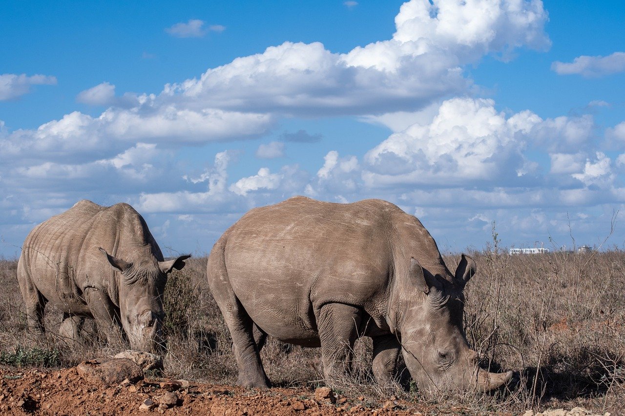 Black Rhino Nairobi city tour