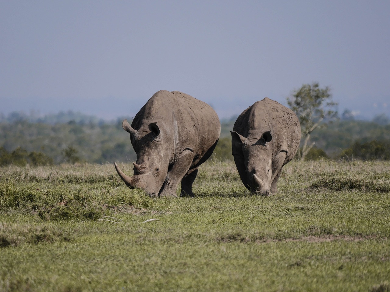 Nairobi National Park