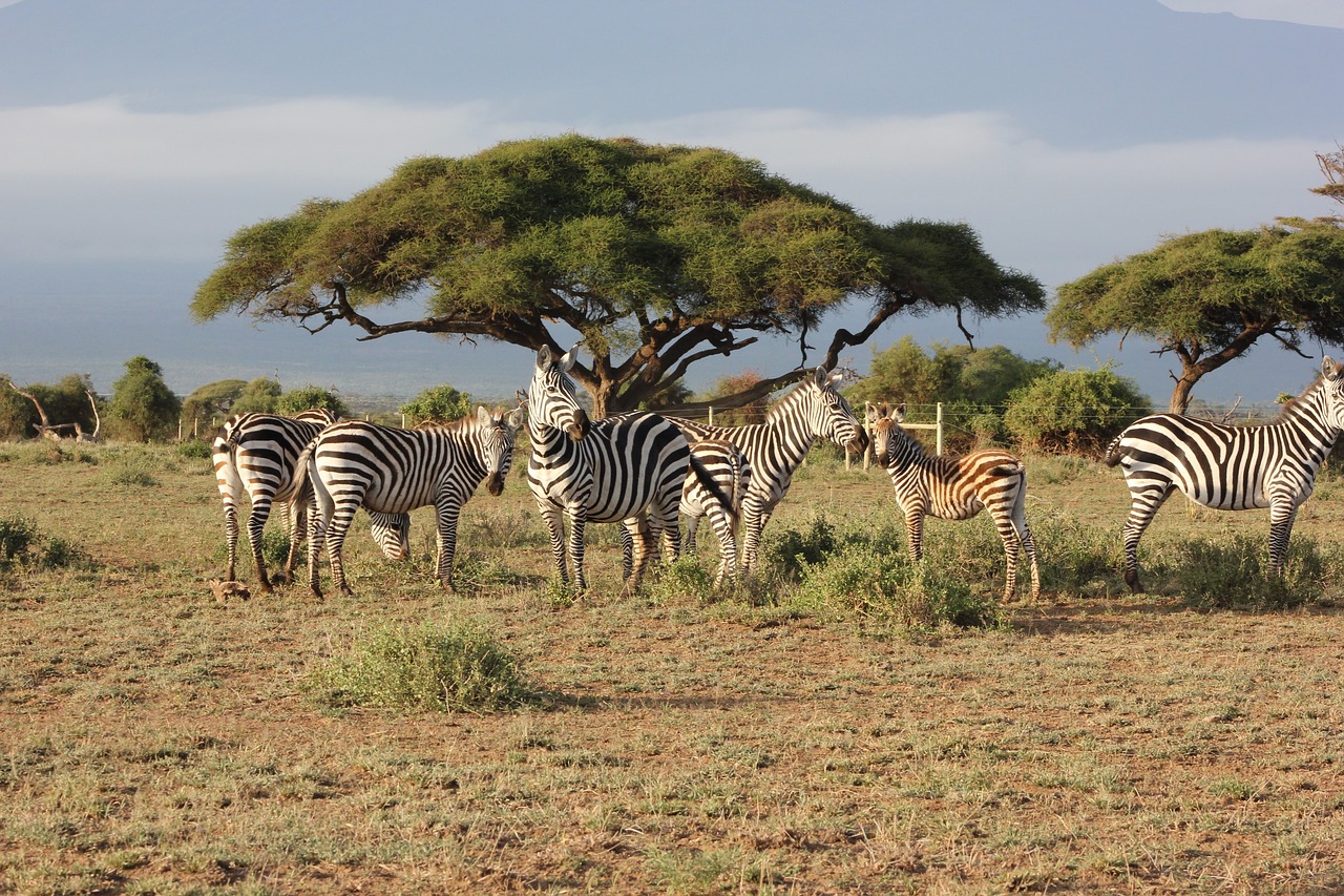 Ruaha National Park Zebra