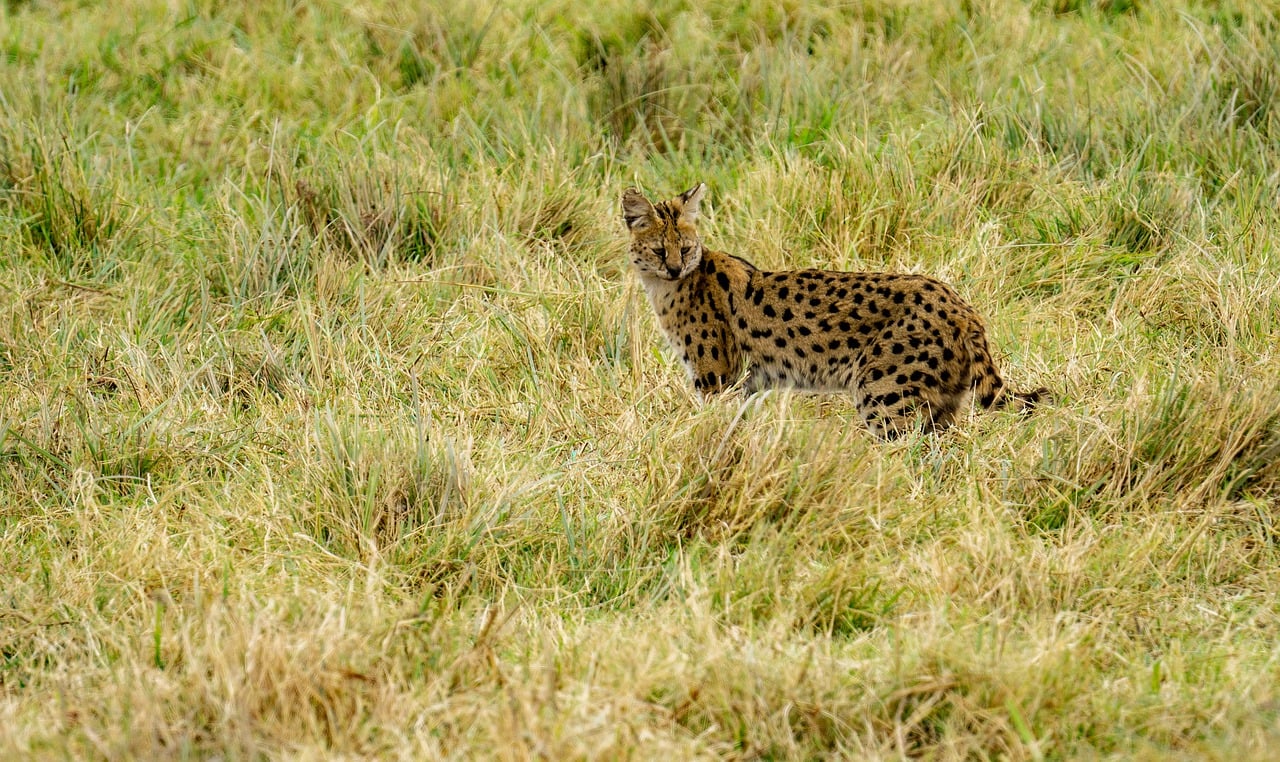 Serval: A Medium-Sized Wild Cat with Exceptional Hunting Abilities