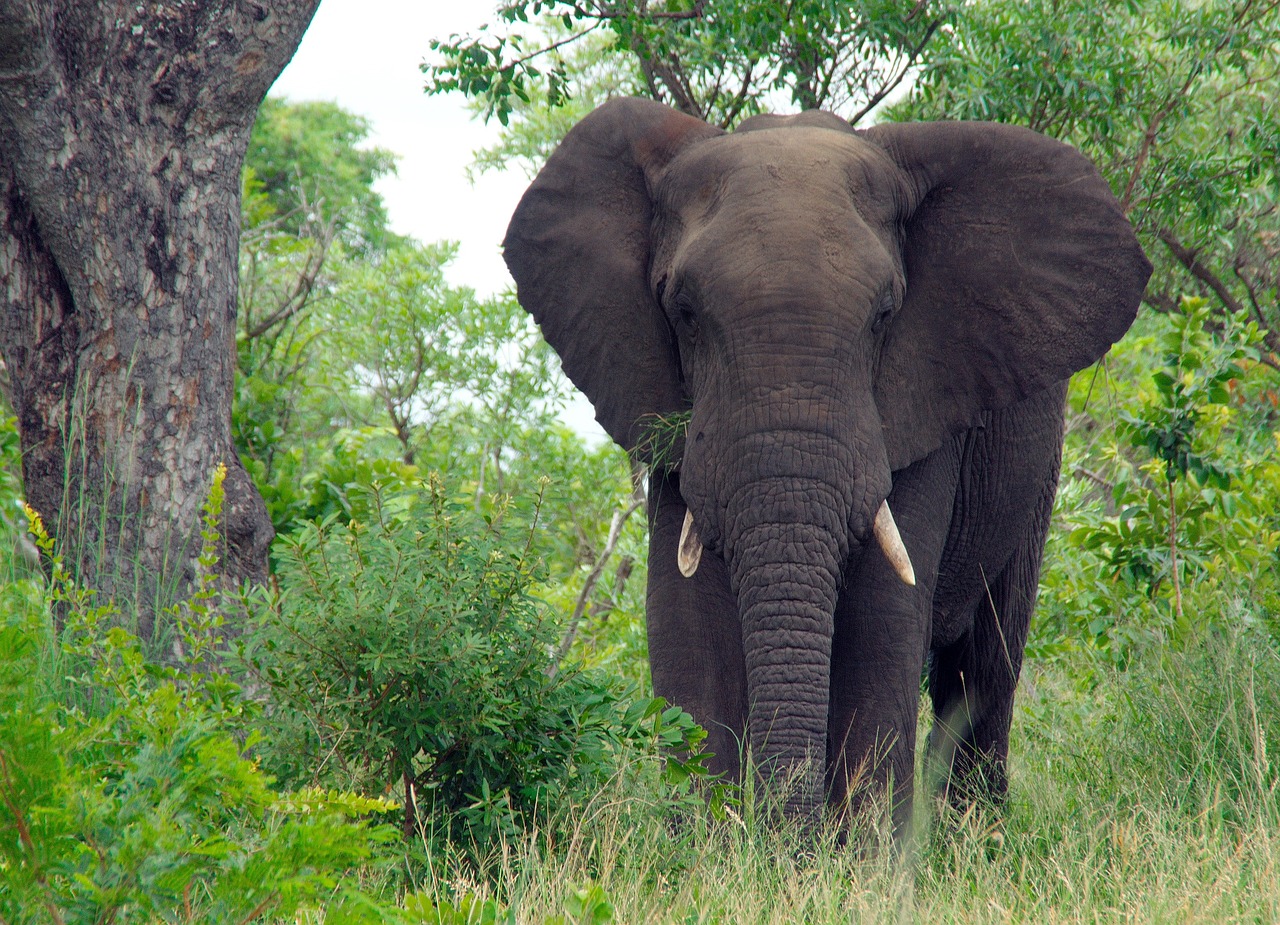 Mikumi National Park