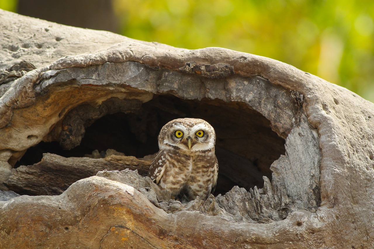 African wood owlet