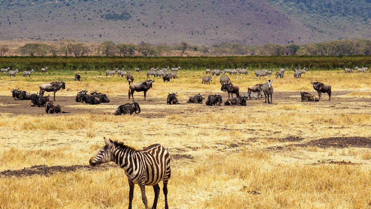 Ngorongoro Conservation Area 