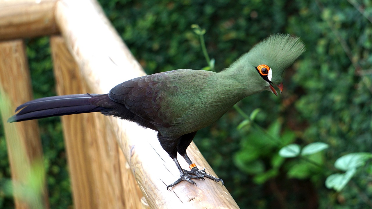 Rwenzori Turaco Mgahinga Gorilla National Park