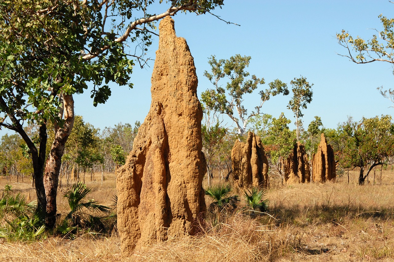 Termite Mound: A Fascinating Natural Structure