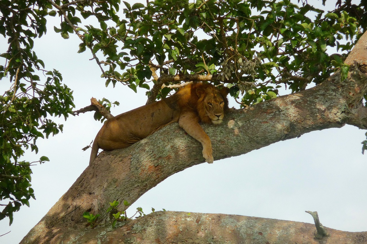 Tree Climbing Lions 