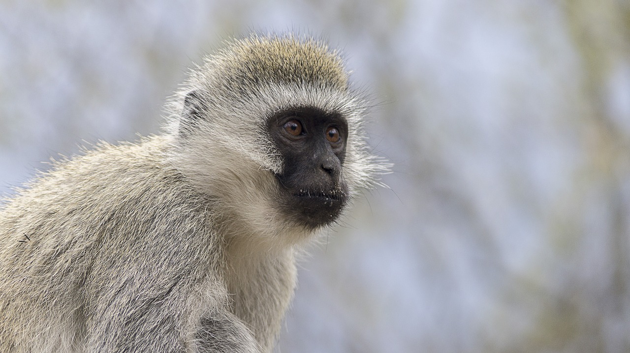 Vervet Monkey: The Agile Primate